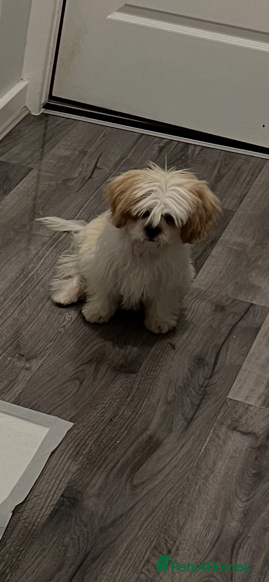 Malshi dogs for sale: Beautiful Malshi needs new home - Advert 7