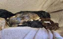 Cockapoo dogs for sale: Super Socialised F1 Cockapoo Puppies. DNA TESTED.  - Image 20