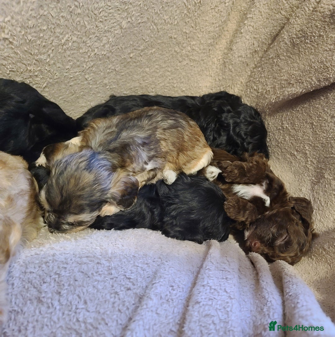 Cockapoo dogs for sale: Super Socialised F1 Cockapoo Puppies. DNA TESTED.  - Image 20