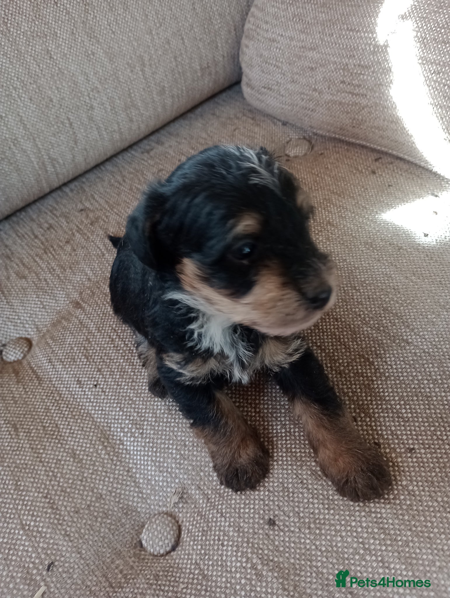 Jackapoo dogs Adorable Jacapoo,s - Advert 1