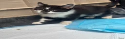 Mixed Breed cats for sale:  5 Adorable Kittens for Sale  - Advert 9