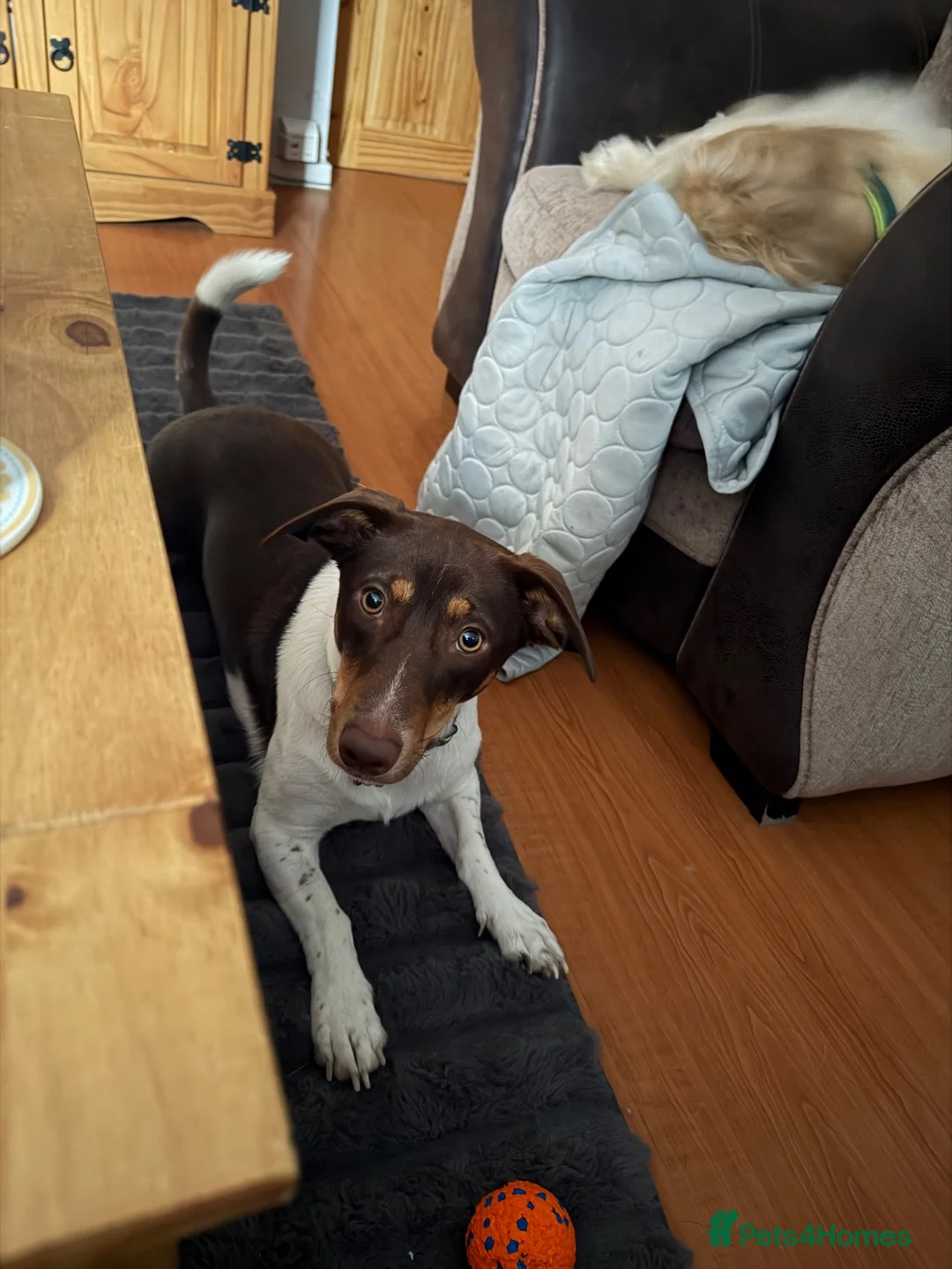 Mixed Breed dogs for sale: Dachshund cross  - Advert 1
