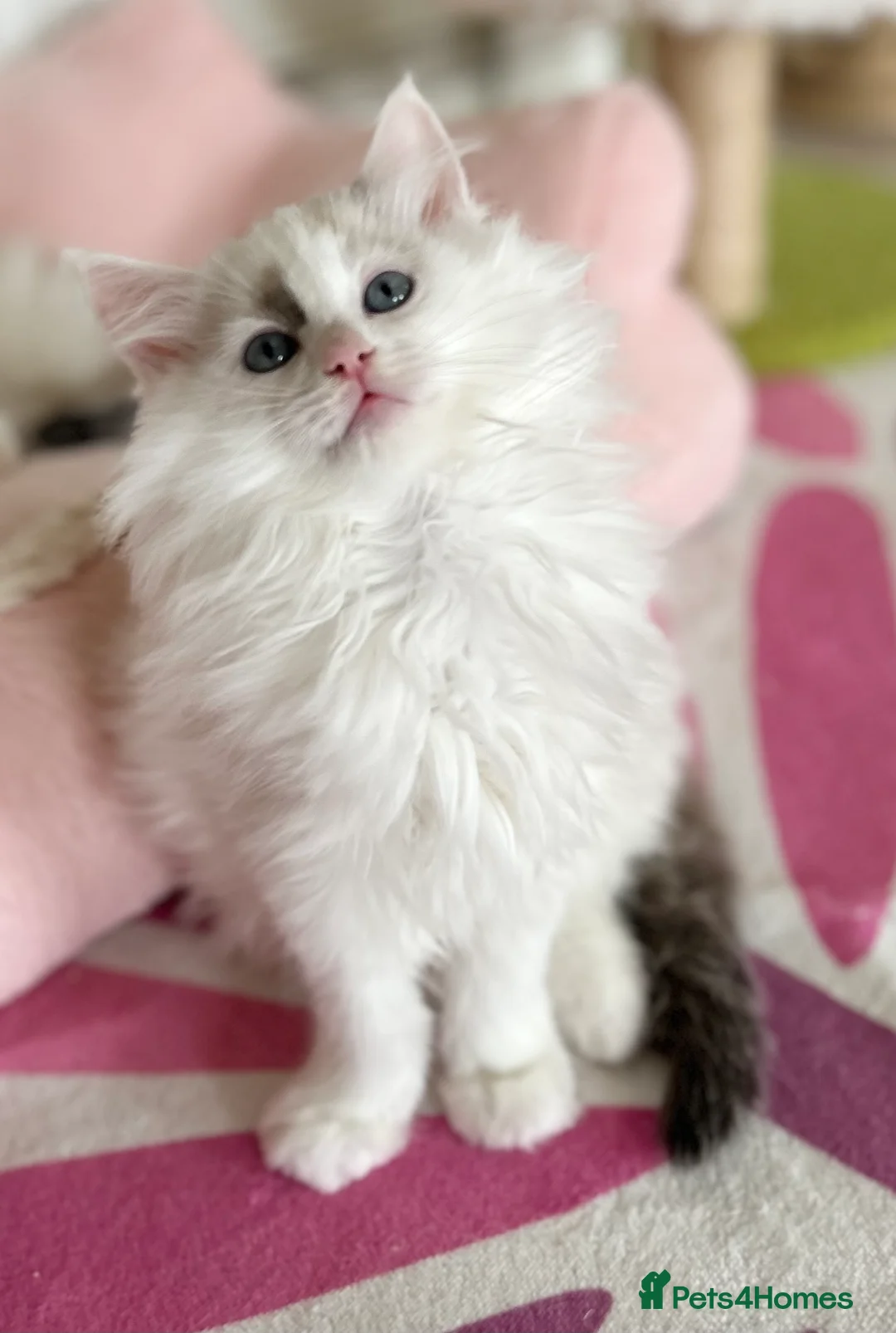 Ragdoll cats for sale: Gorgeous rare Van Ragdoll boy - Advert 12