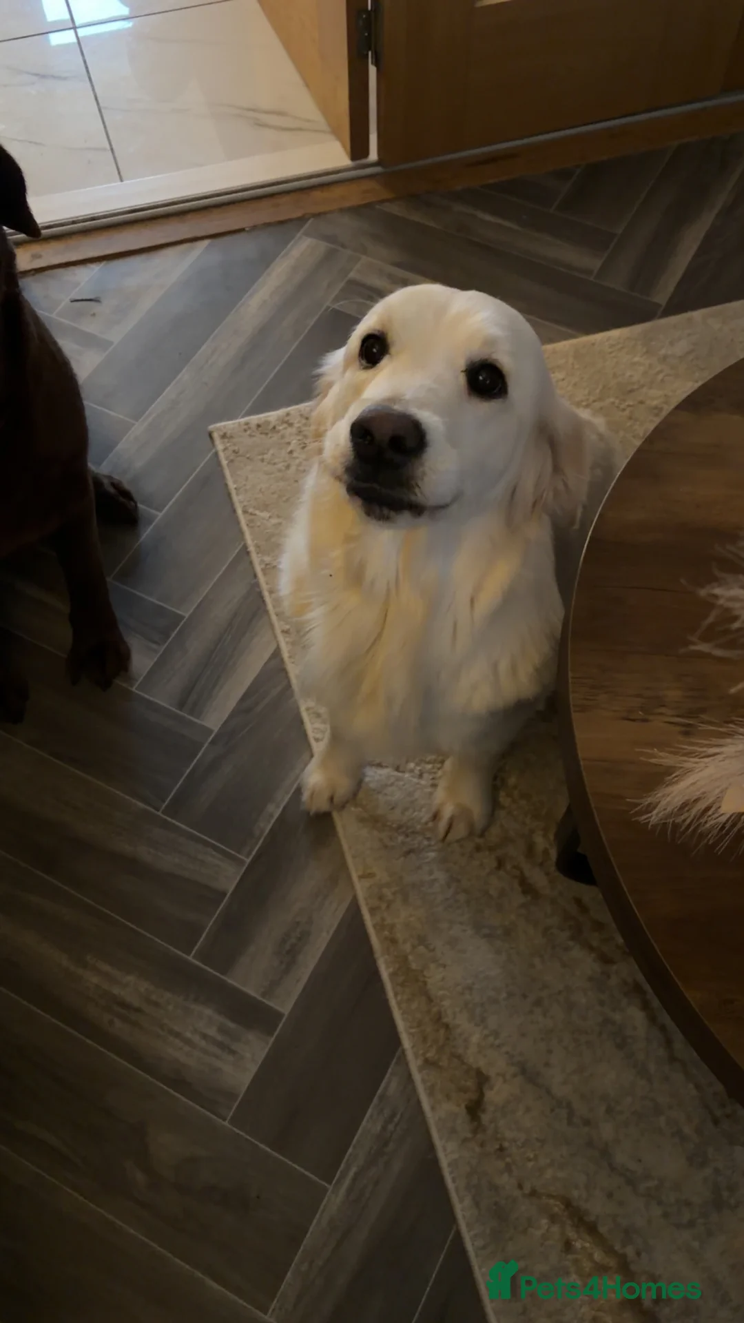 Golden Retriever dogs for sale: 23 month old golden retriever girl - Advert 5