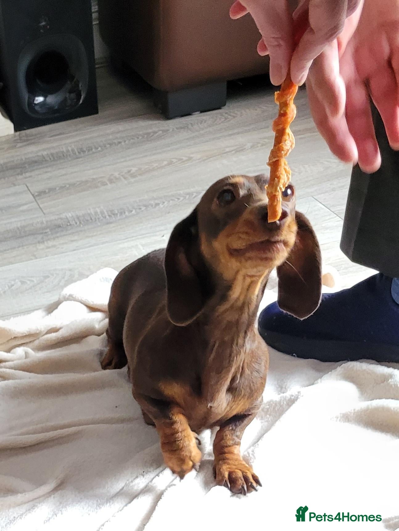 Jackshund dogs Dachy -Jacks - Advert 1