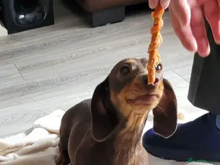 Jackshund dogs Dachy -Jacks - Advert 5