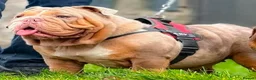 English Bulldog dogs for sale: Pedigree English Bulldog  - Advert 2