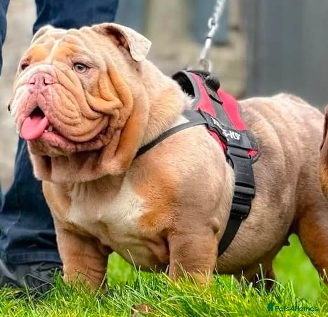 English Bulldog dogs for sale: Pedigree English Bulldog  - Advert 2