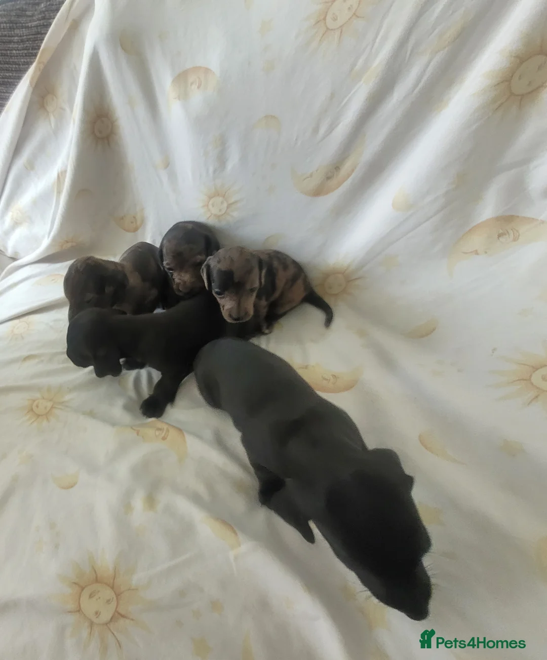 Dachshund dogs for sale: Three quarter Dachshund quarter jack russel pups - Advert 2