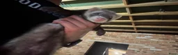 Ferret rodents for sale: Two stunning semi tamed ferrets  in Derby - Advert 6