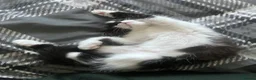 Mixed Breed cats for sale: Kitty  - Advert 3