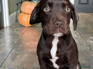 Mixed Breed dogs Beautiful Bully X Cocker Spaniel puppies - Advert 7