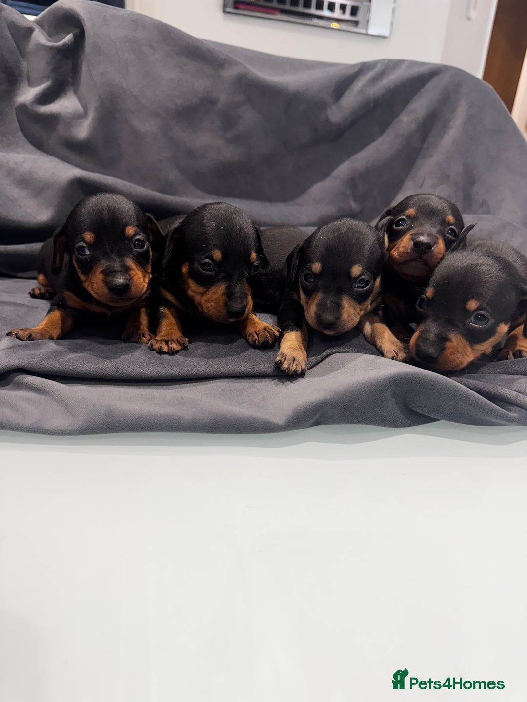 Mixed Breed dogs for sale: Miniature Jackshunds ✨ - Advert 5
