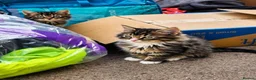 British Longhair cats for sale: Three Beautiful fluffy kittens in Worcester - Advert 5