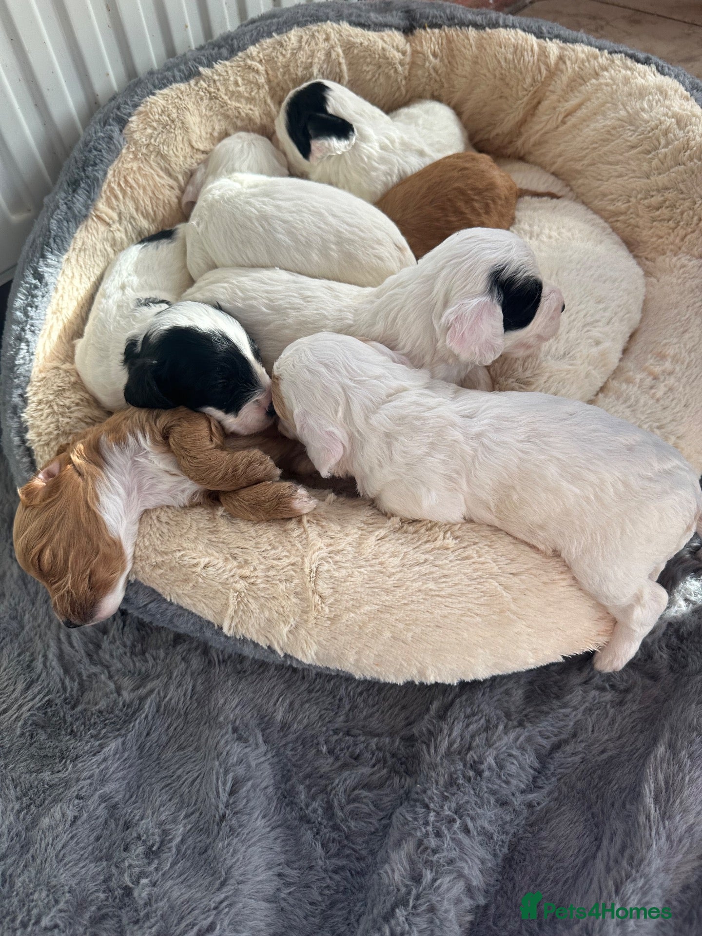 Cockapoo dogs for sale: 🐾Beautiful cockapoo puppies 🐾💙💗 - Advert 15
