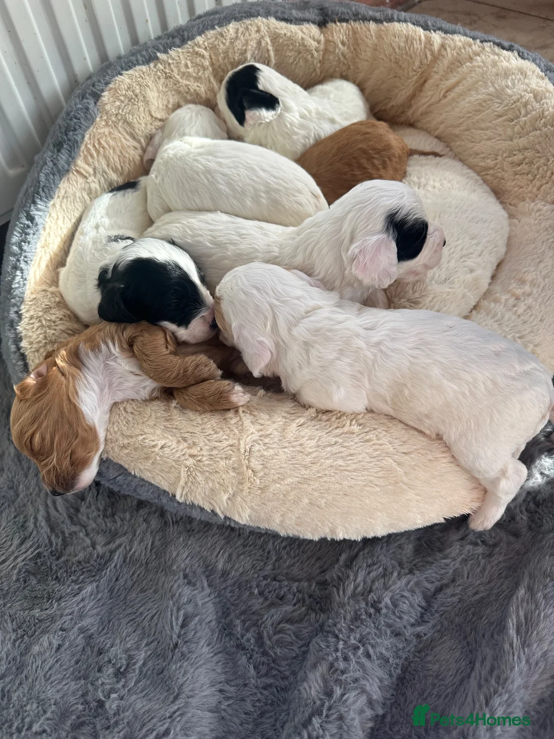 Cockapoo dogs for sale: 🐾Beautiful cockapoo puppies 🐾💙💗 - Advert 1
