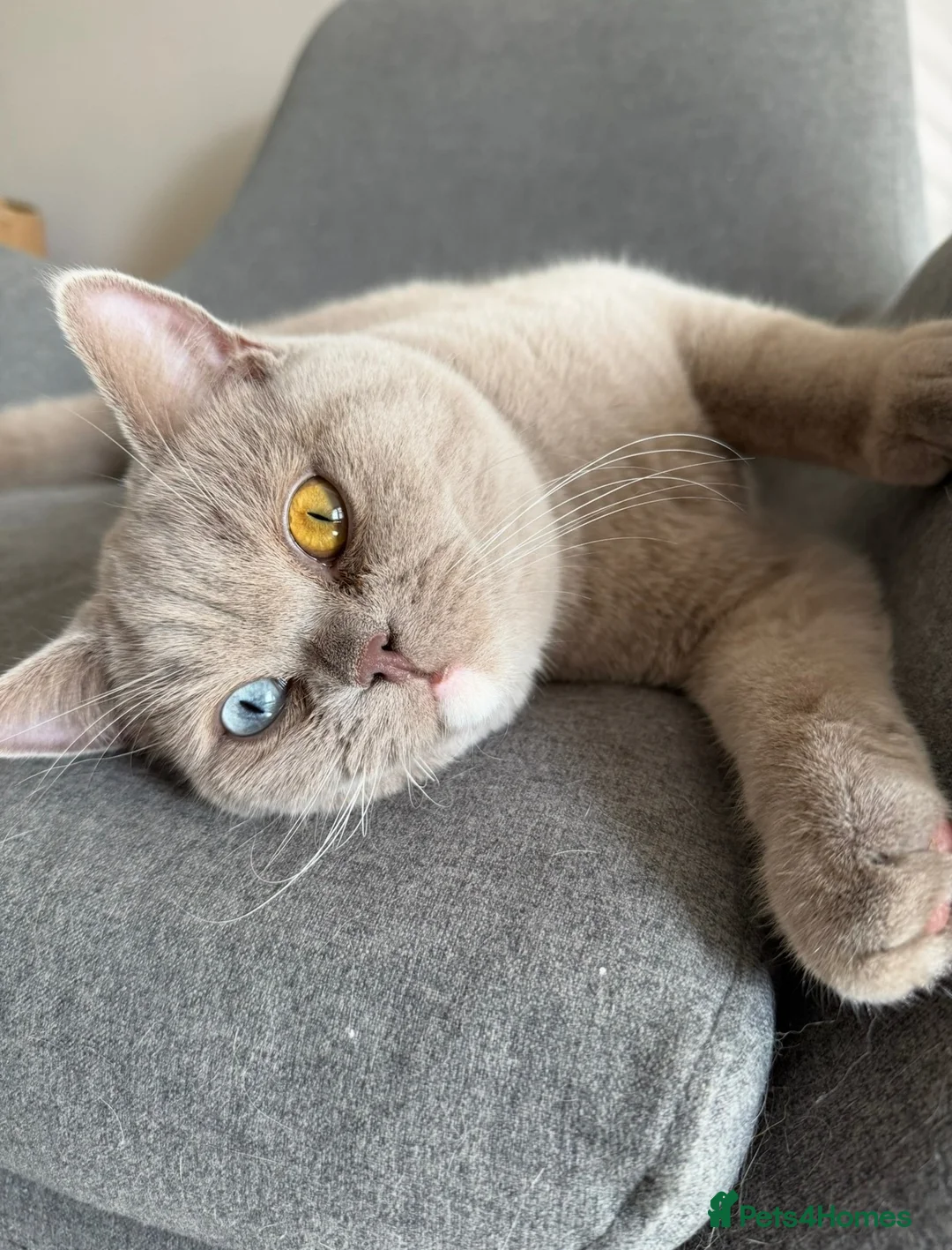 British Shorthair cats for sale: Stunning odd eye lilac boy - 15 months  - Advert 1