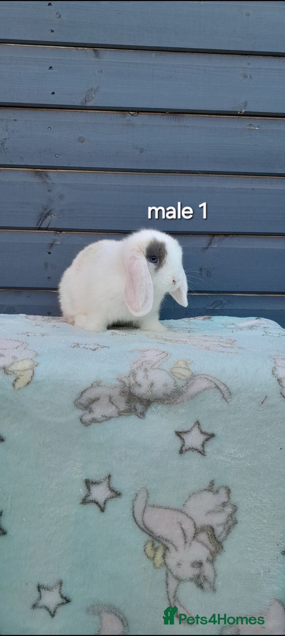 Mini Lop rabbits Beautiful purebred mini lops  - Advert 2