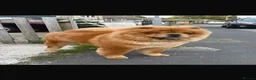 Chow Chow dogs for sale: Chow chow female  - Advert 5