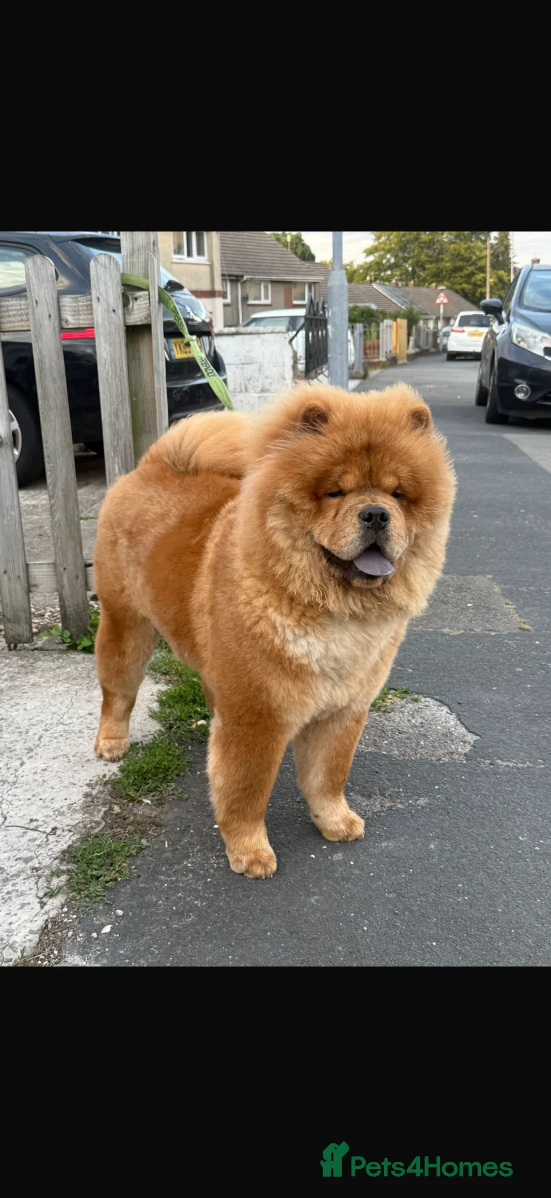 Chow Chow dogs for sale: Chow chow female  - Advert 5