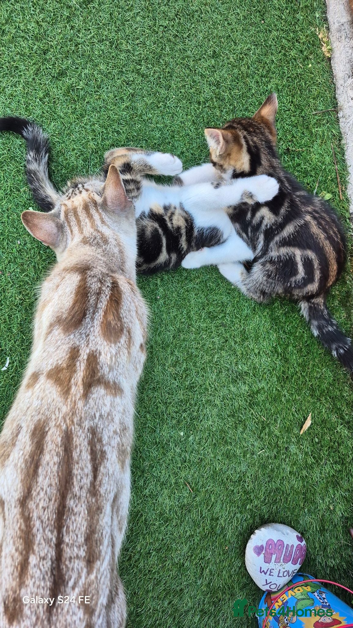 Bengal cats Half bengal kittens  - Advert 2