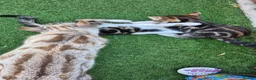 Bengal cats for sale: Half bengal kittens  - Advert 1
