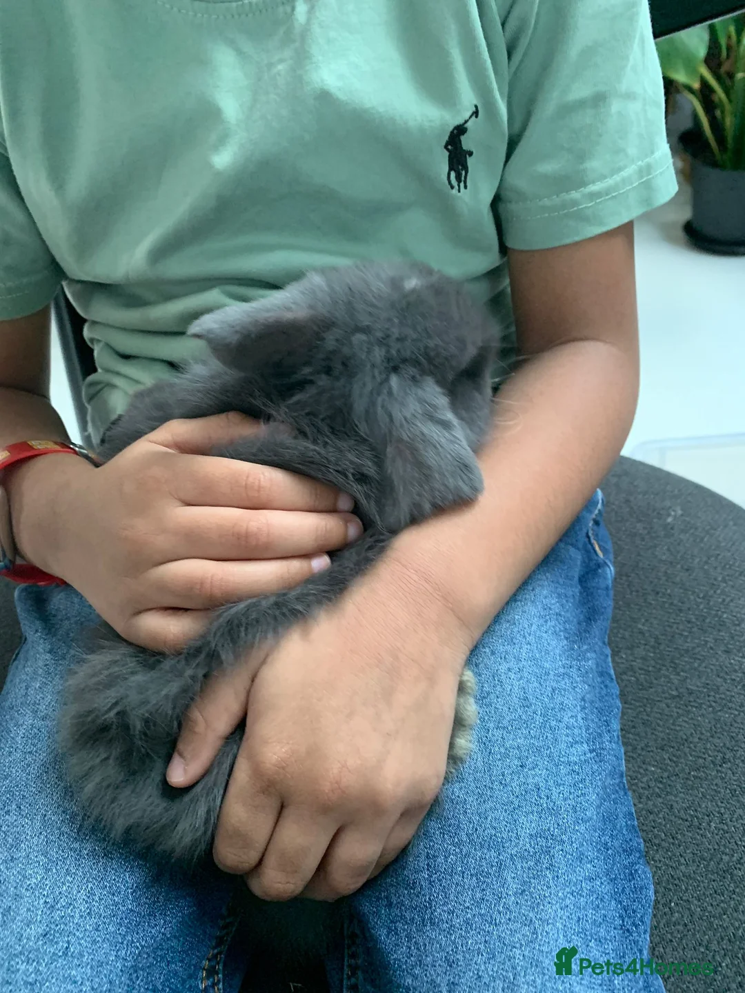 Mini Lop rabbits for sale: 3 Mini Lop Kits  - Advert 5