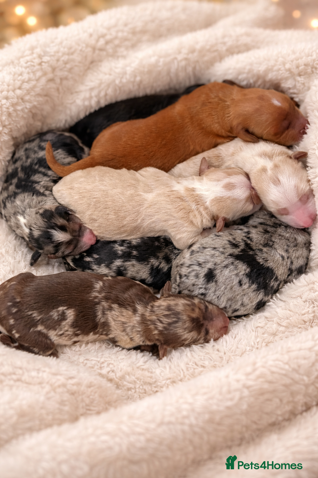 Australian Labradoodle dogs AUSTRALIAN LABRADOODLE PUPPIES - Advert 2