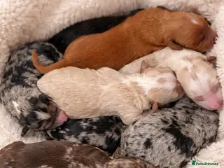 Australian Labradoodle dogs AUSTRALIAN LABRADOODLE PUPPIES - Advert 2