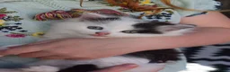 Mixed Breed cats for sale: 3 FLUFFIEST black & white kittens! 2 female 1 male - Advert 2