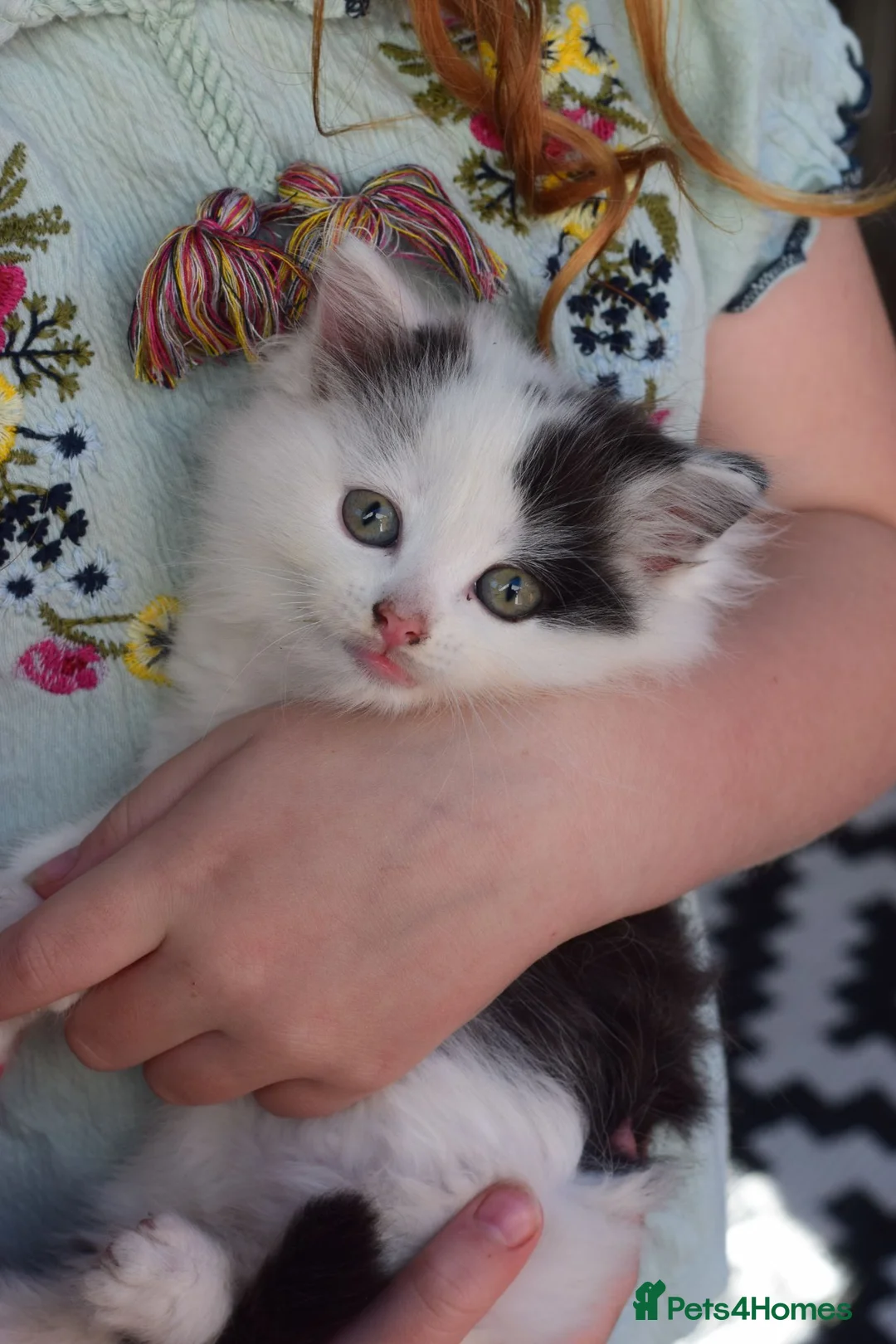Mixed Breed cats for sale: 3 FLUFFIEST black & white kittens! 2 female 1 male - Advert 2