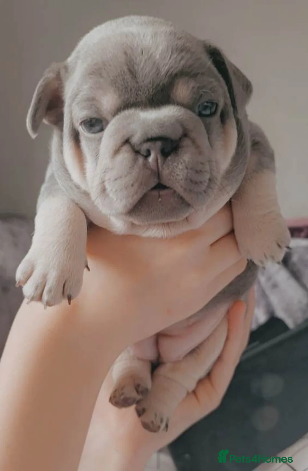 French Bulldog dogs for stud: Tiny 8kg Isabella and tan quad  - Advert 29