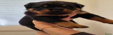 Rottweiler 2