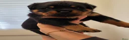 Rottweiler dogs for sale: Beautiful KC Rottweiler puppies. 2 boys, 4 girls in Brierley Hill - Advert 24