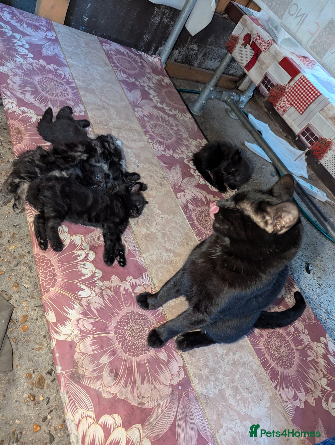 Bombay cats for sale: Different prices Bombay X long hair  - Image 16