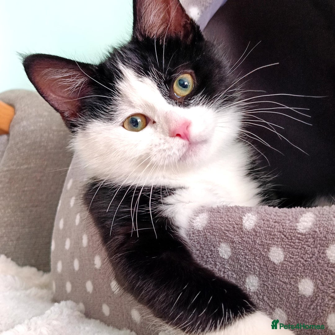 Mixed Breed cats for sale: Milio - Advert 3