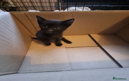 Mixed Breed cats for sale: Kittens for sale - Image 4