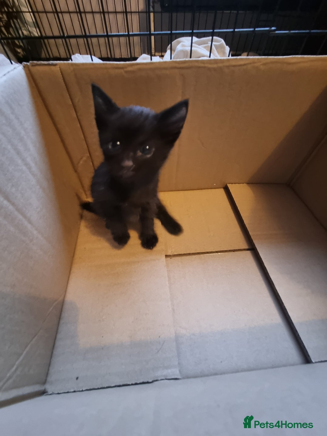 Mixed Breed cats for sale: Kittens for sale - Image 4