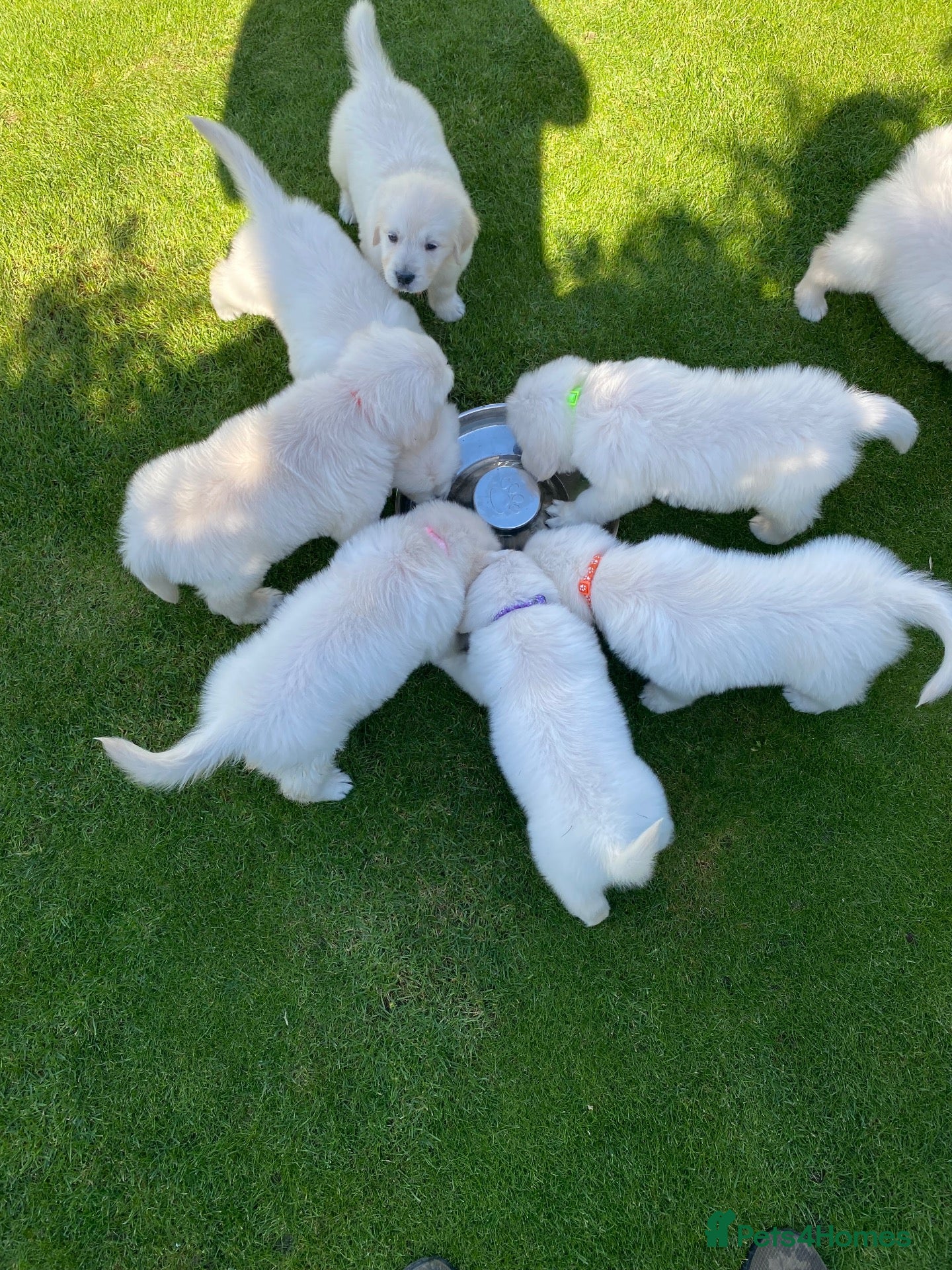 Golden Retriever dogs Kc golden retrievers  - Advert 1