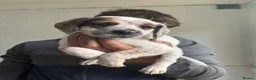Mixed Breed dogs for sale: Patterdale x cocker spaniel  in Worksop - Advert 6