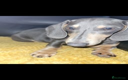 Dachshund dogs for sale: Danish 🐶 - Image 3