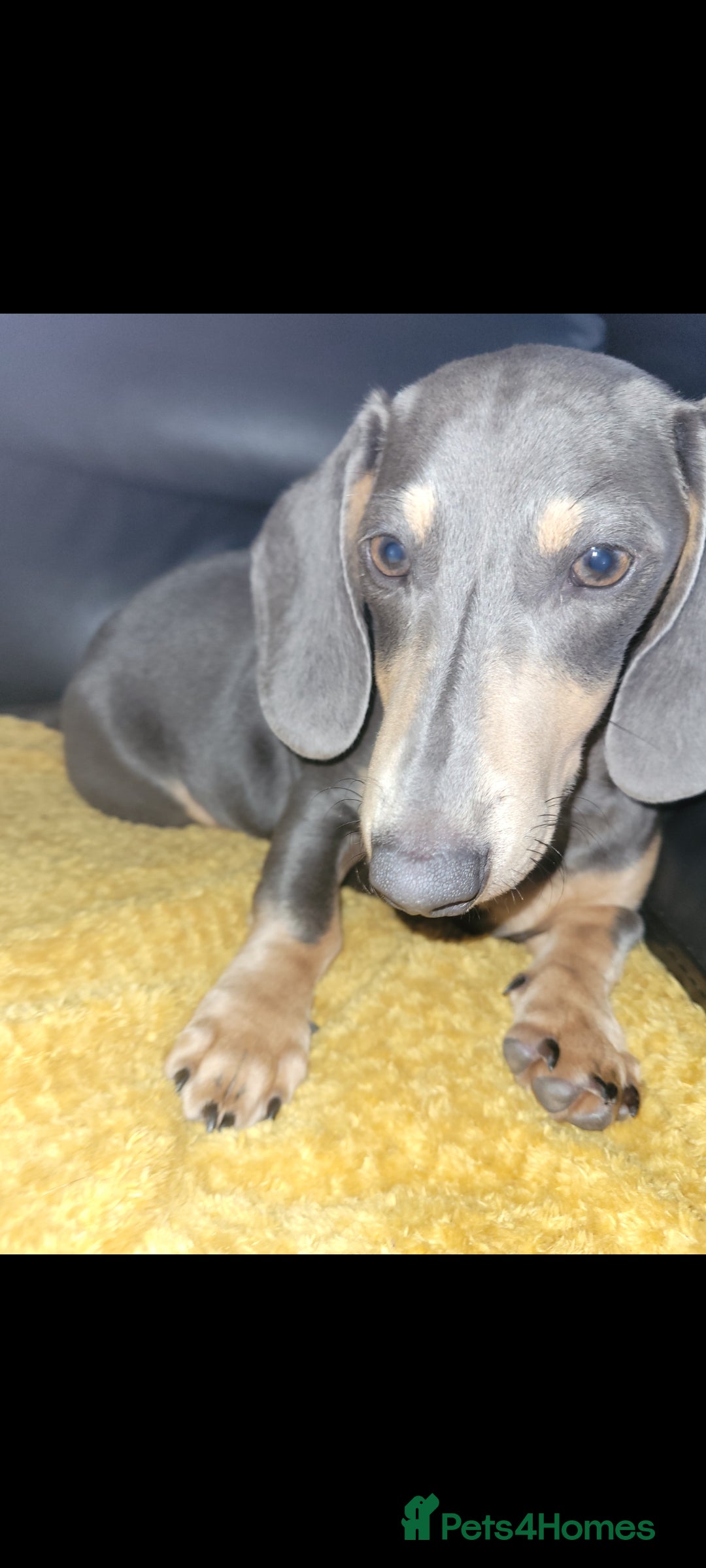 Dachshund dogs for sale: Danish 🐶 - Image 3