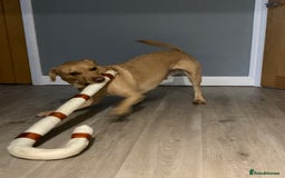 Labrador Retriever dogs for sale: My Boy Lenny - Labrador  - Image 36