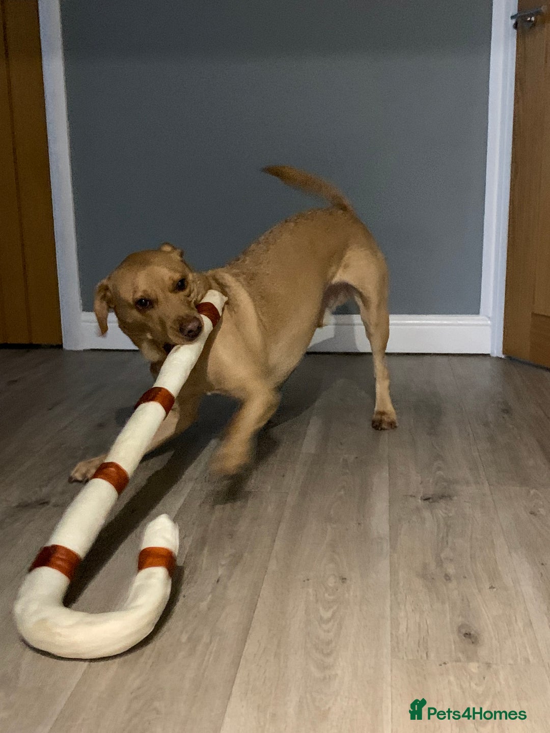 Labrador Retriever dogs for sale: My Boy Lenny - Labrador  - Image 36
