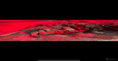 French Bulldog dogs 🐶 Beautiful Litter Of French Bulldogs 🐶 - Advert 7