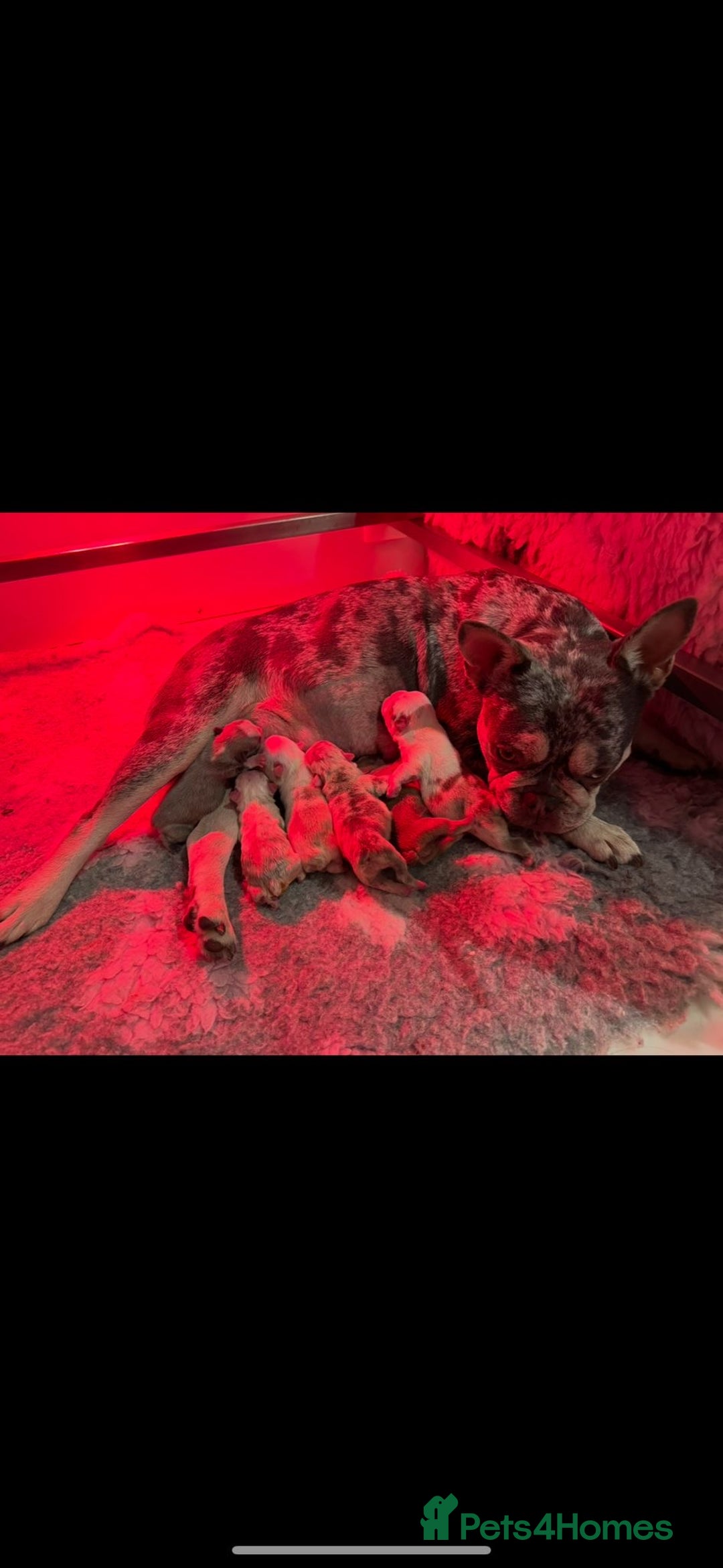 French Bulldog dogs for sale: 🐶 Beautiful Litter Of French Bulldogs 🐶 - Advert 2