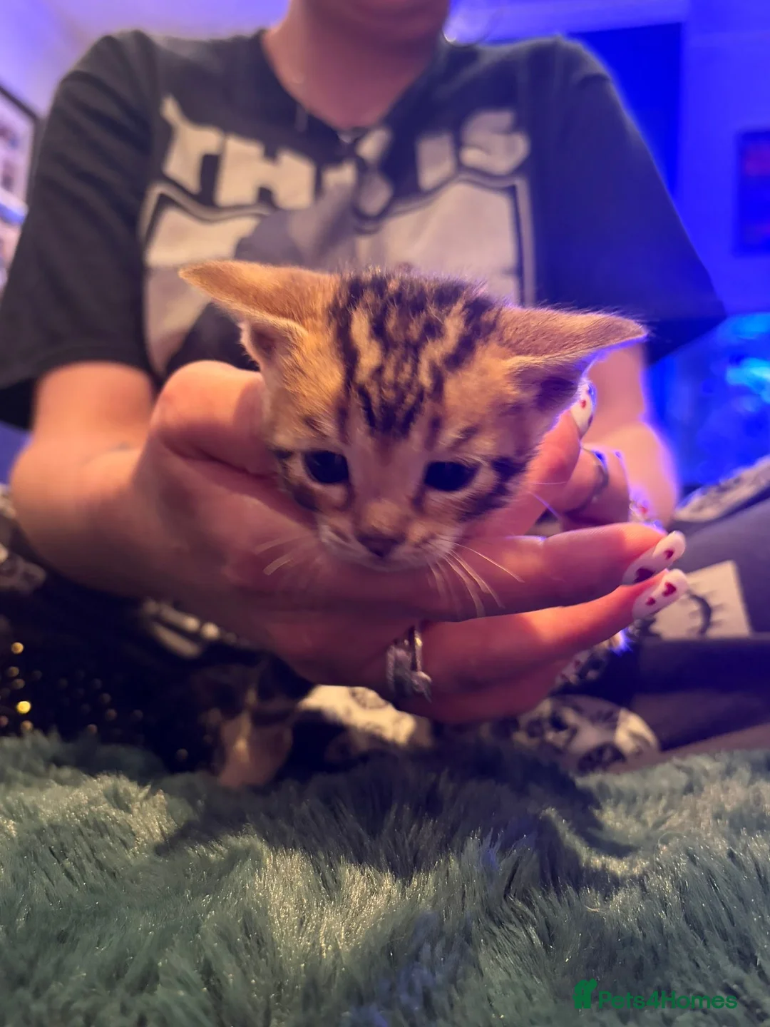 Bengal cats for sale: Snow Mink/Lynx & Brown Rosette/Marble Bengals in Worthing - Advert 12