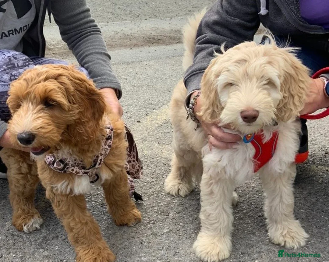 Australian Labradoodle dogs for stud: Healthy Tested Australian Labradoodle for Stud in London - Advert 8