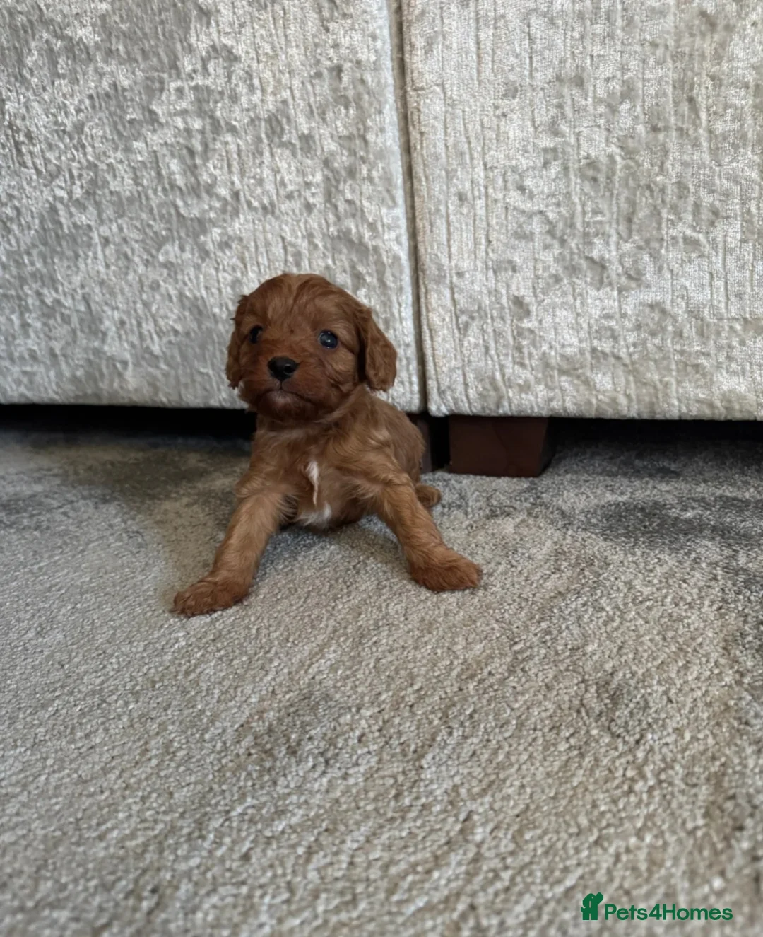 Cavalier King Charles Spaniel dogs for sale: Outstanding Cavalier King Charles Spaniel Puppies  in London - Advert 2