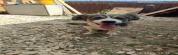 Mixed Breed dogs for adoption: Muki 1 year old Macedonian  Rescue - Advert 12